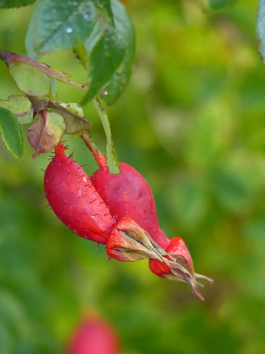 Шиповник морщинистый rosa rugosa. Плод розы. Плод розы. Плод розы. Плод розы.