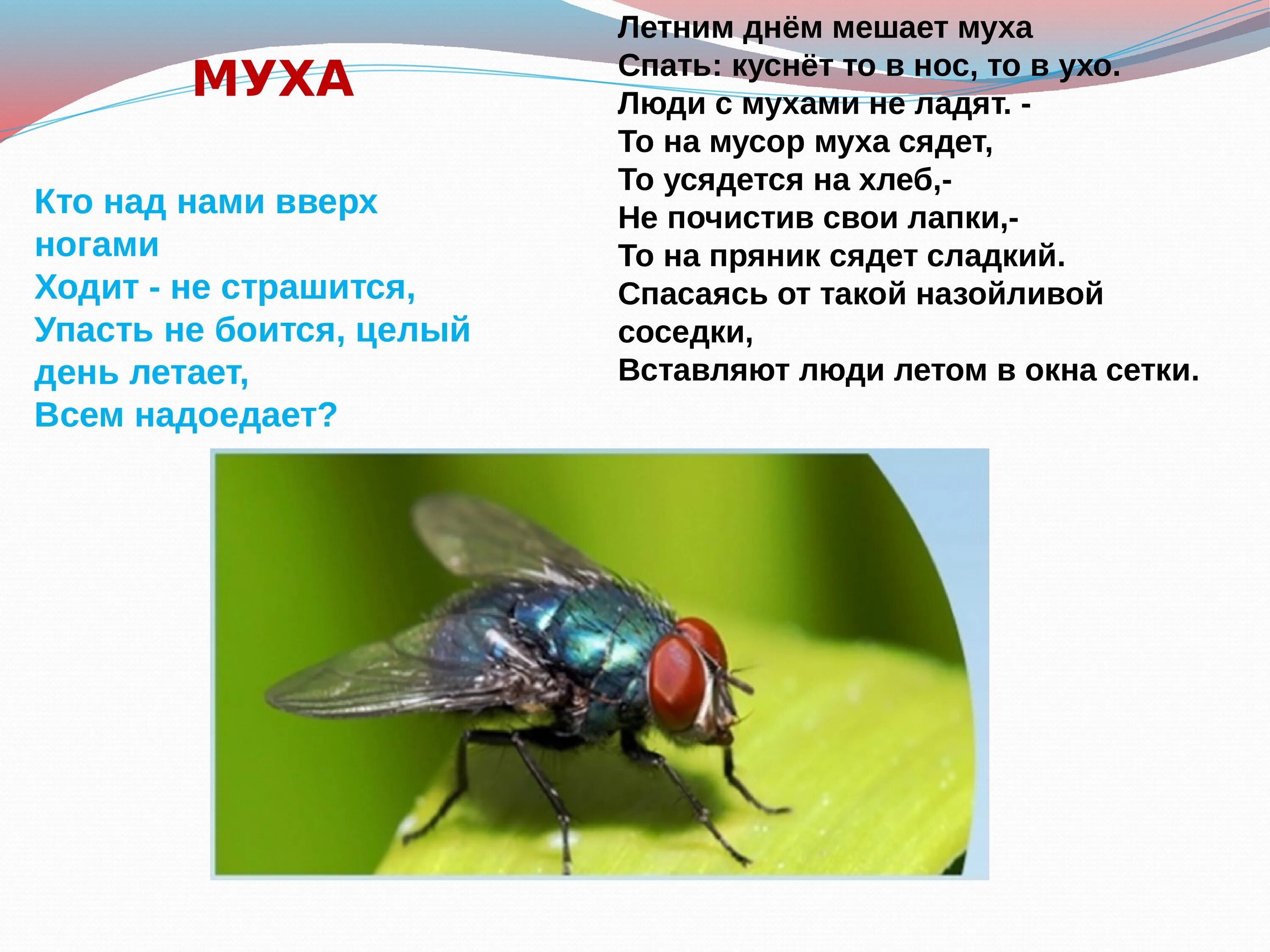 Детям про муху. Загадка про муху. Стих Муха. Загадка о мухе. Загадки о насекомых для дошкольников Муха.