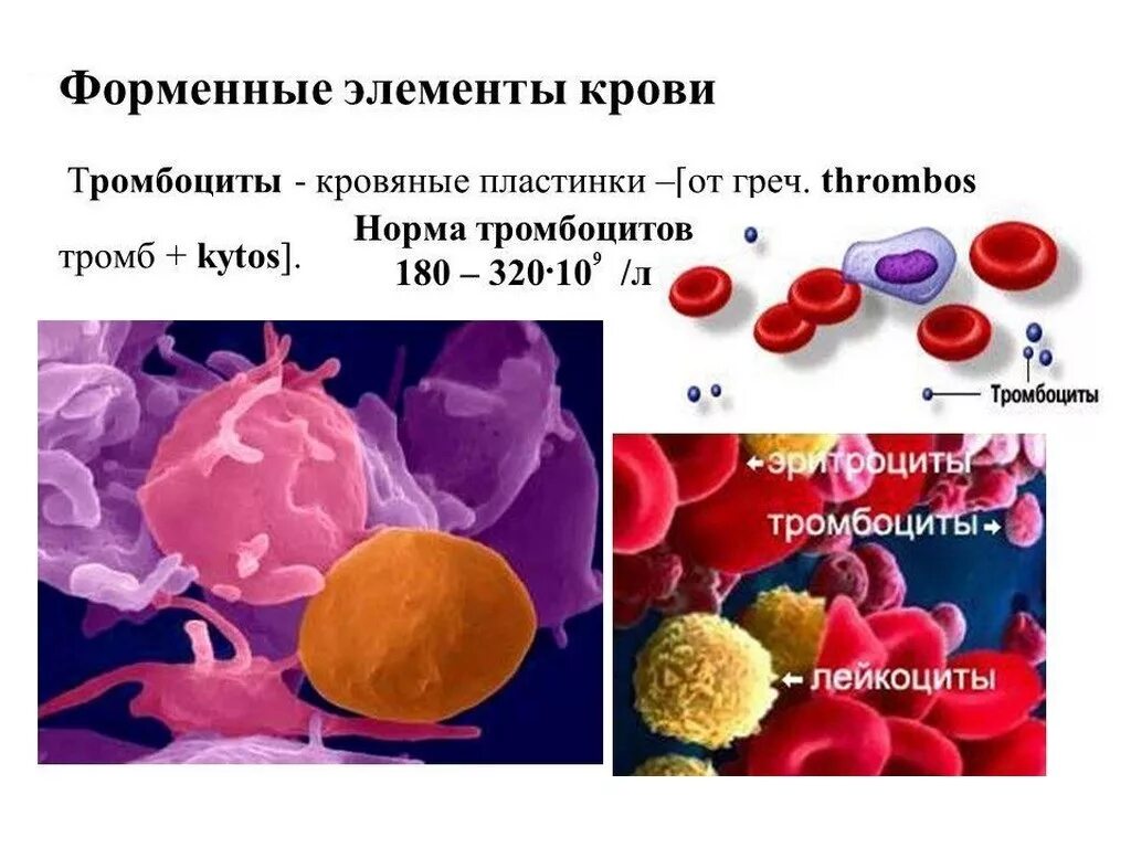 Нормы показателей крови тромбоциты в крови. Показатели тромбоцитов в крови норма. Норма клеток крови тромбоцитов. Нормальные показатели тромбоцитов у мужчин.