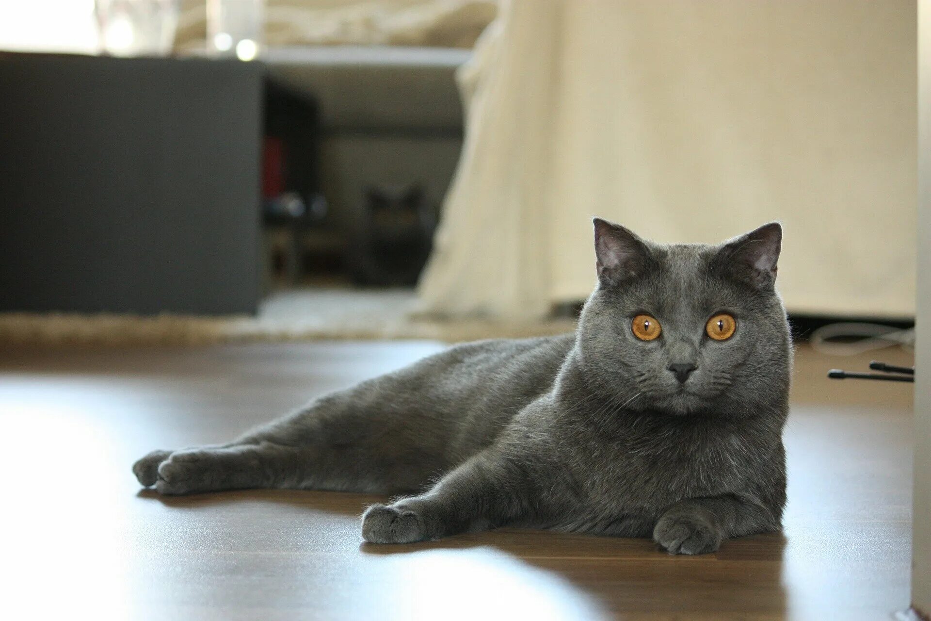 Картезианская кошка голубая. Картезианская кошка (кошка породы шартрез). Шартрез картезианская. Картезианская кошка голубая. Шартрез картезианская.