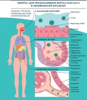 Какой новый вирус 2024