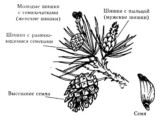 Семязачатки лежат на чешуях шишек. Строение побега сосны. Ветка с шишками сосны обыкновенной схема. Строение побега сосны обыкновенной. Сосна обыкновенная шишка схема.