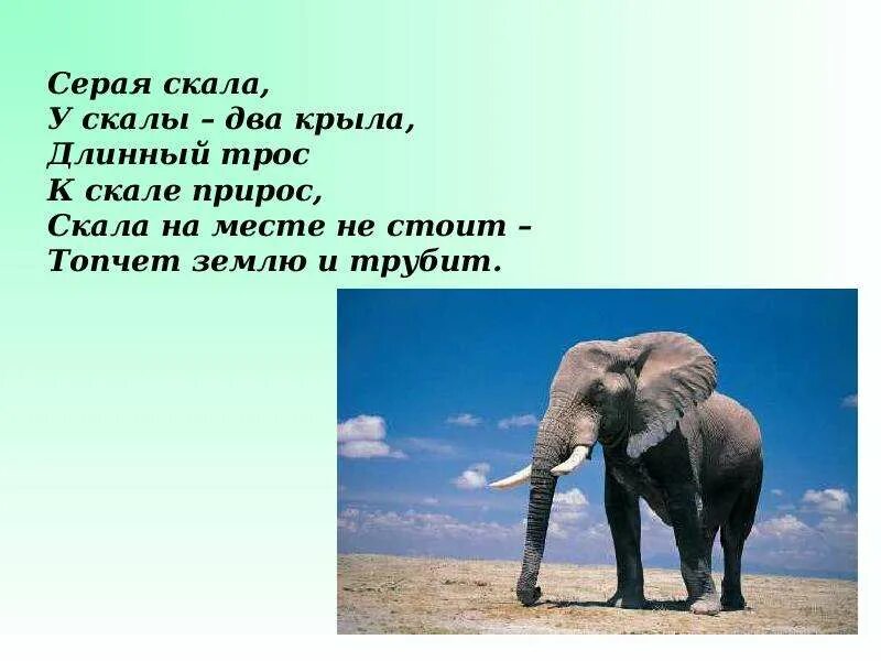 Описание 5 животных. Математика в мире животных.