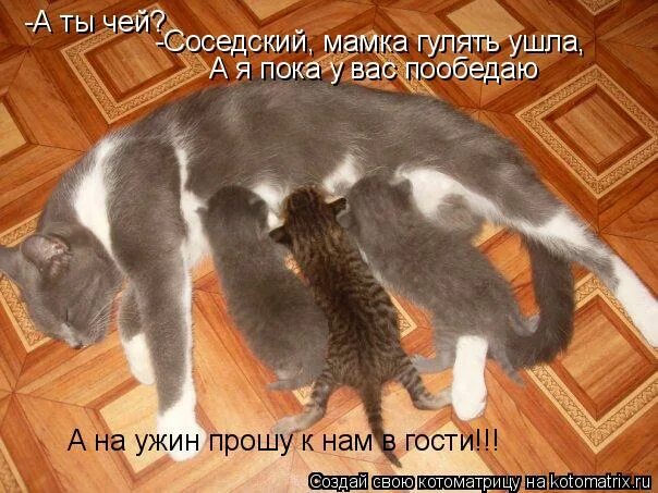 кот и собака у окна. злой кот котоматрица. собака ждет. ушел кот гулять. смешной кот который уходит.
