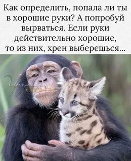 Год обезьяны тигр