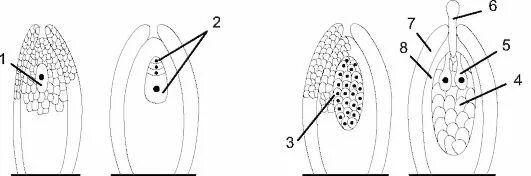 Строение семяпочки сосны обыкновенной. Строение семязачатка сосны обыкновенной. Мегаспорогенез сосны обыкновенной. Семязачаток голосеменных сосны. Рисунок женского гаметофита