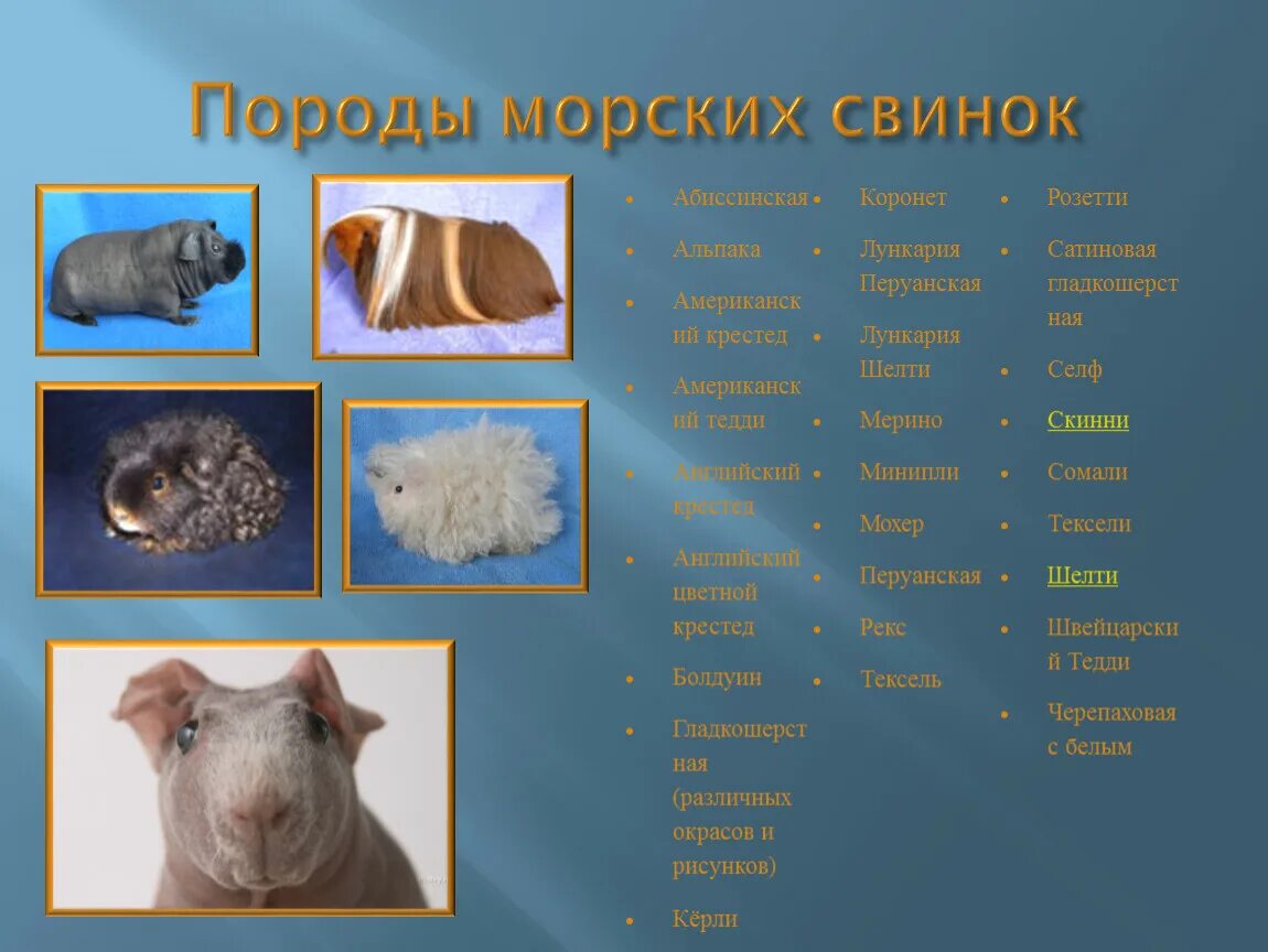 Породы морских свинок с фотографиями и названиями ценами описанием 60 фото - Zoo