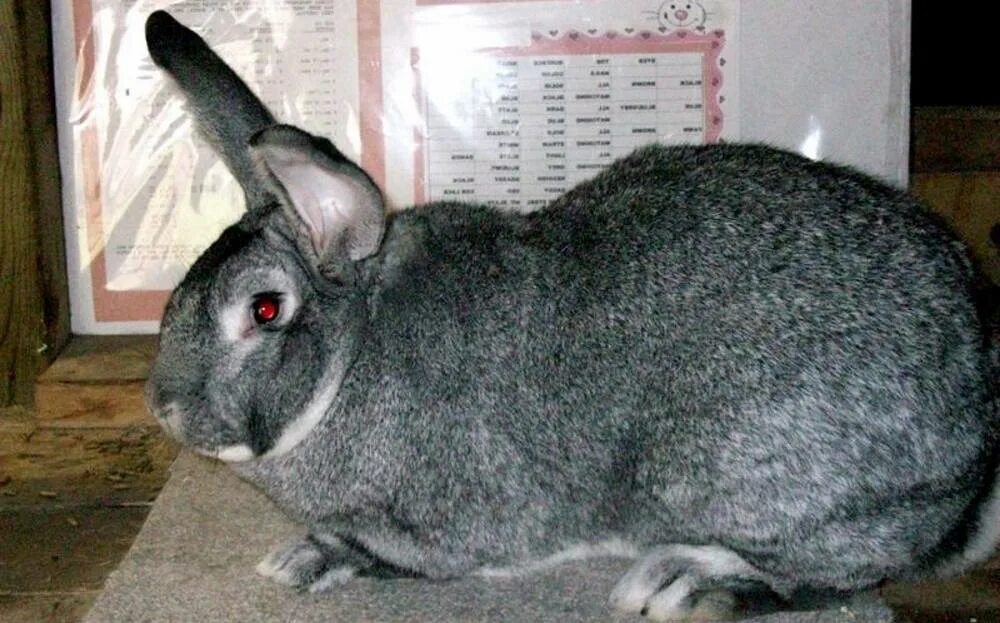 Серый кролик порода. Серый великан порода. Калифорнийский серый великан Кроль. Советская шиншилла порода кроликов. Серый великан порода кроликов.