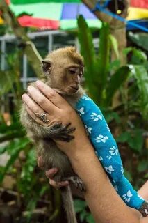 Monkey beating