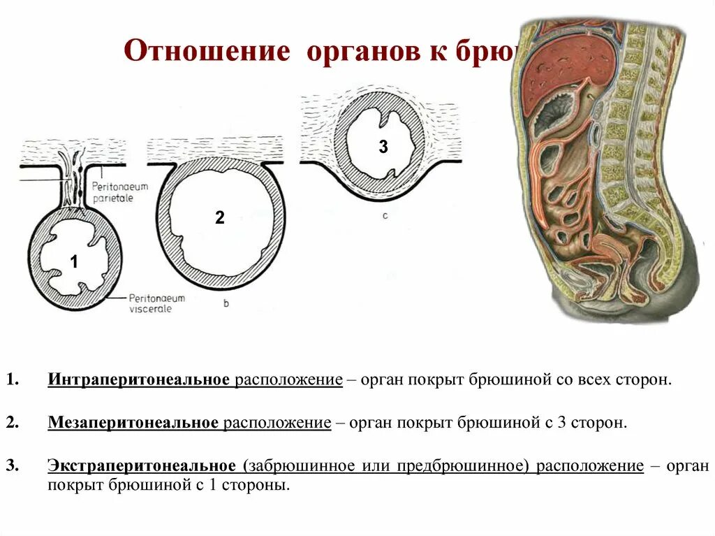 Типы покрытия органов брюшины. Отношение органов брюшной полости к брюшине. Схема отношения органов к брюшине. Расположение органов брюшной полости по отношению к брюшине. Яички в брюшную полость