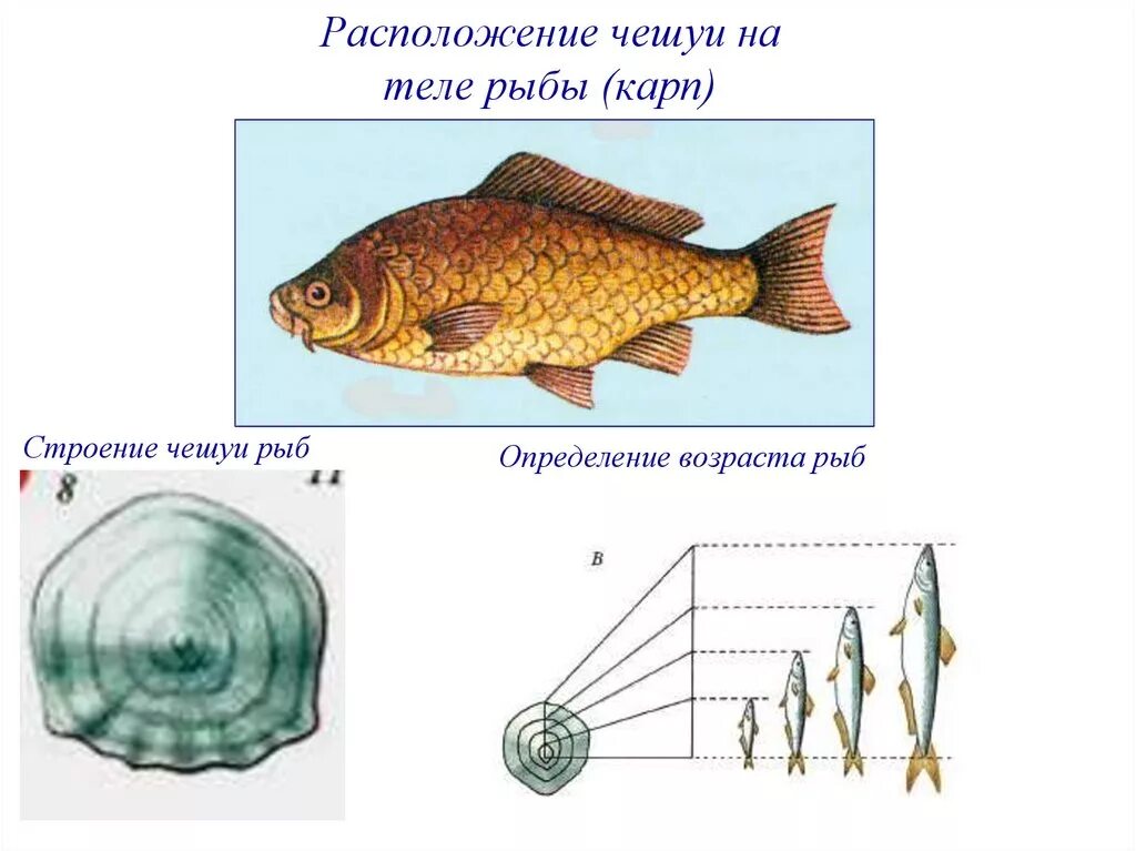 Как расположена чешуя