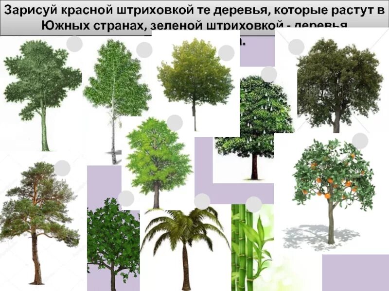 Список деревьев которые есть