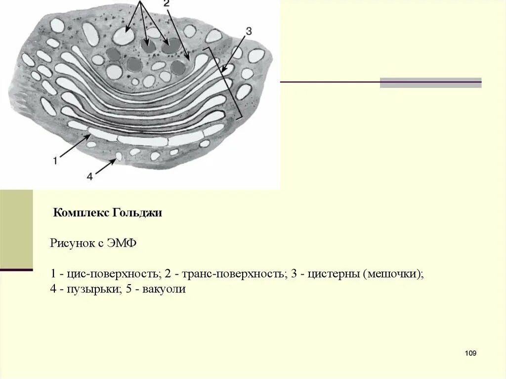 Комплекс Гольджи строение гистология. Пластинчатый комплекс (комплекс Гольджи). Строение и функции.. Схема строения комплекса Гольджи. Функции комплекса Гольджи гистология. Пластинчатый комплекс