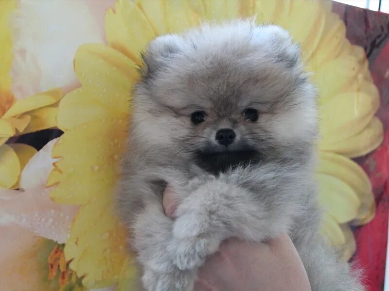 щенок шпица медвежьего типа. померанский шпиц 4874. город шпиц. авито померанские шпицы щенки. померанский шпиц.