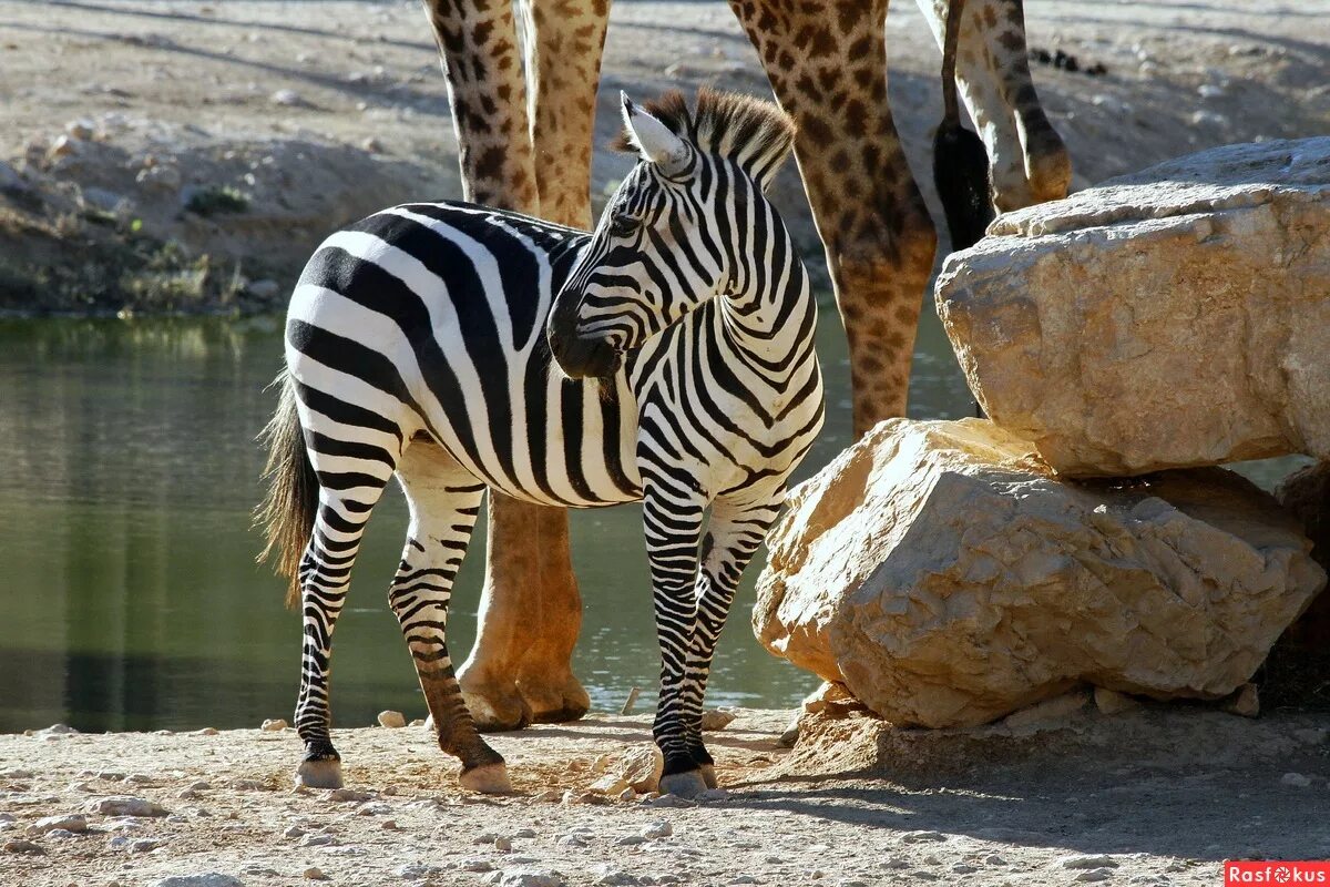 Верблюд лошадь зебра. Фото зверей. Верблюд и зебра. Зебры слоны жирафы. Жираф зебра и носорог.