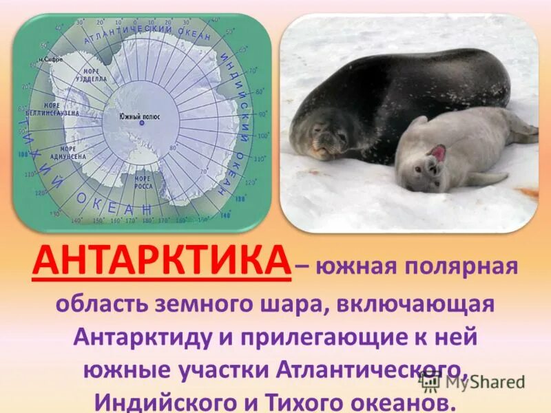 Чем отличается арктика от антарктики. Чем отличается арктика от антарктики