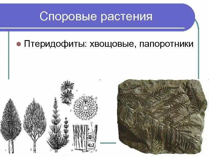 Листостебельные мхи хвойные однодольные папоротниковые