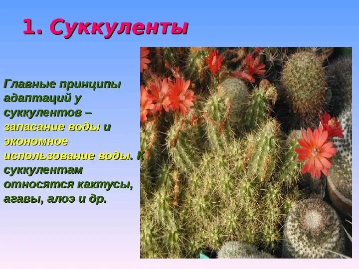 Выберите признаки приспособленности алоэ к недостатку влаги. Скуленнты растения Олое адаптиция. Приспособленность суккулентов. Адаптация кактуса. Суккуленты адаптации.