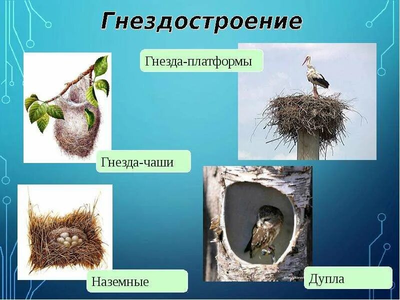 Биология 7 класс жизненный цикл птиц. Гнездостроение и типы гнезд. Типы гнездования. Виды гнезд птиц. Сезонные явления в жизни птиц.
