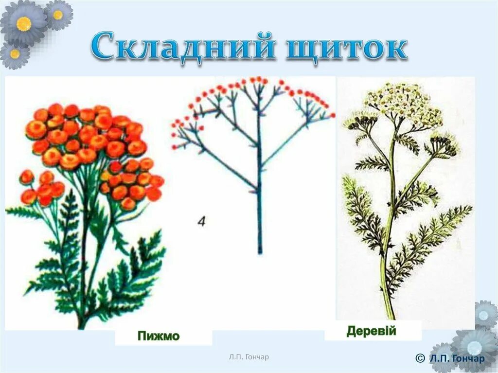 Пижма соцветие. Пижма соцветие сложный щиток. Соцветие щиток у пижмы. Пижма обыкновенная соцветие. Щиток у каких растений