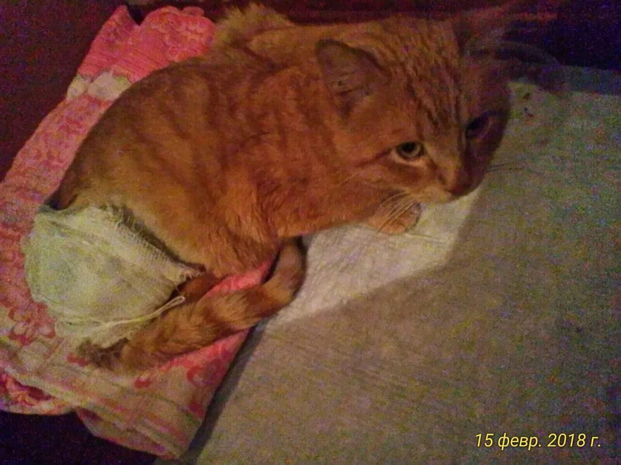 Кот издевается. Кот издевается. Живодерство над котятами. Издевательства над котенком. Кот издевается.