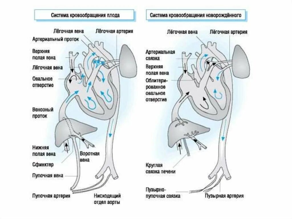 Сосудистая гемодинамика. Круги кровообращения новорожденного схема. Внутриутробное кровообращение плода схема. Круг кровообращения плода и новорожденного схема. Схема кровообращения ребенка в постнатальном периоде.