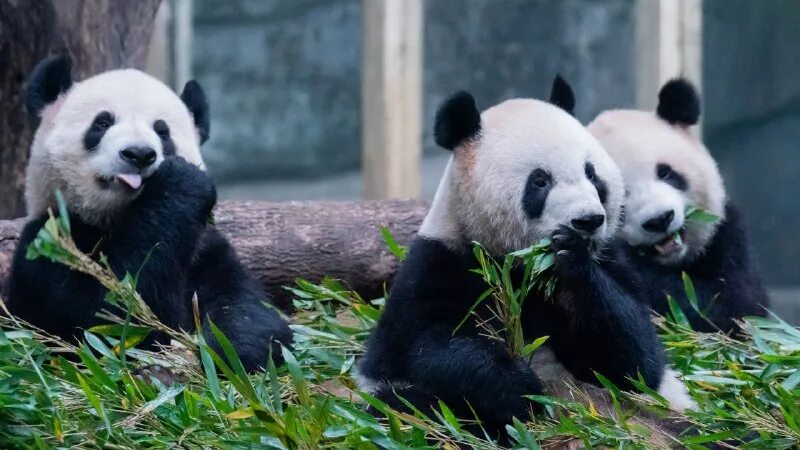 Fiat panda 4×4 trekking (153). панда фото. панда на рабочий стол. большая панда или бамбуковый медведь. панда и беар.