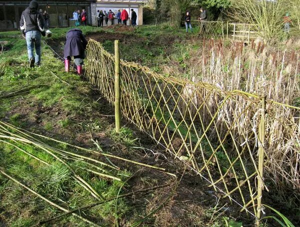 Ива прутовидная живая изгородь. Ива живая изгородь. Living fence. Ивовая изгородь живая. Пермакультура живая изгородь.