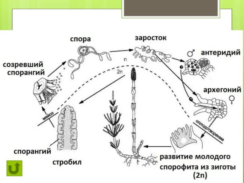 Хвощ спермий. Размножение хвоща полевого схема. Цикл размножения хвощей. Жизненный цикл хвоща ЕГЭ. Жизненный цикл хвощей схема ЕГЭ.