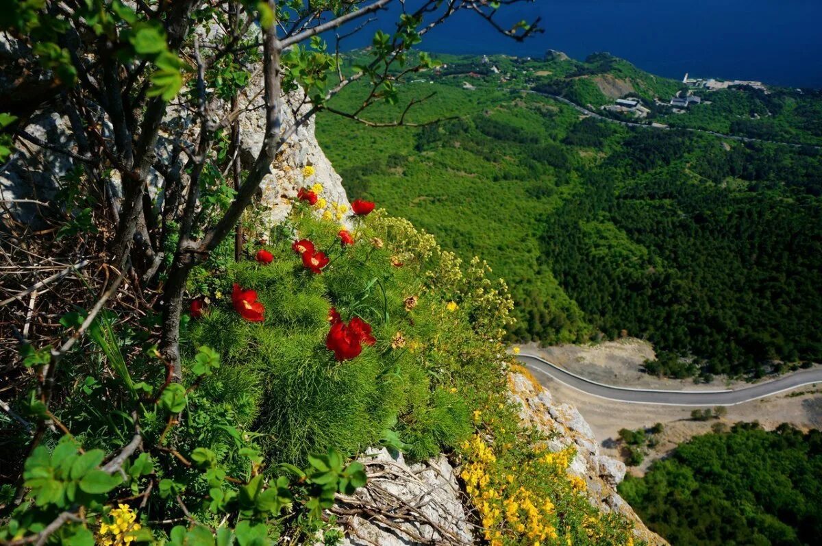 Карадагский заповедник крым фауна. Животный мир крыма. Прострел крымский эндемик. Прострел крымский красная книга крыма. Дикий кабан карадагского заповедника.