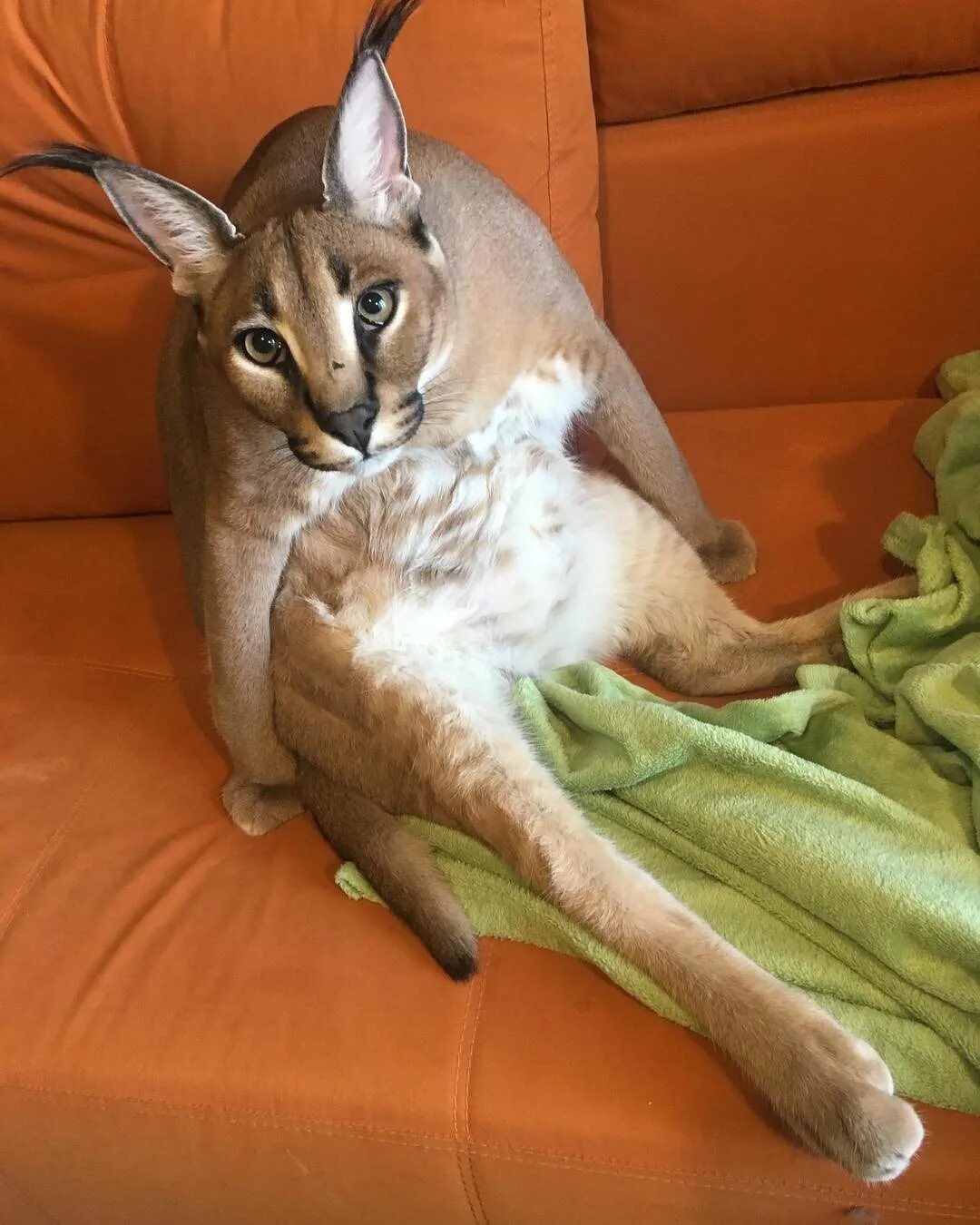 Каракал шлёпа. Шлепа порода. Каракал шлёпа. Шлепа порода. Биг флоппа каракал.