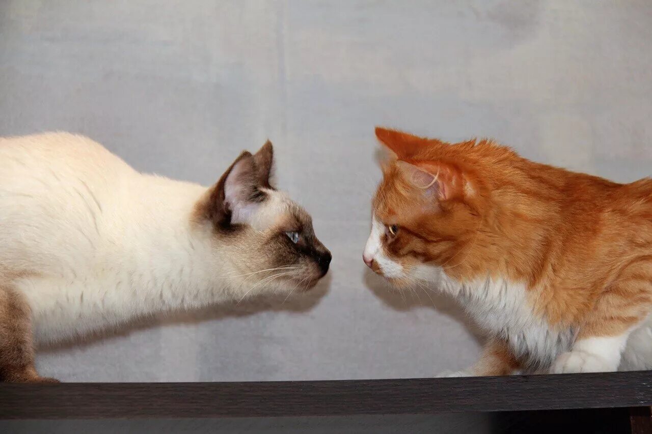 Котик молчит. Чувствовать запах. Чую запах. Пахнет враньем. Чувствуешь этот запах.