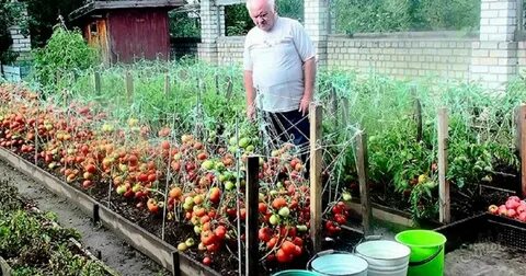 Выращивание помидоров в подмосковье