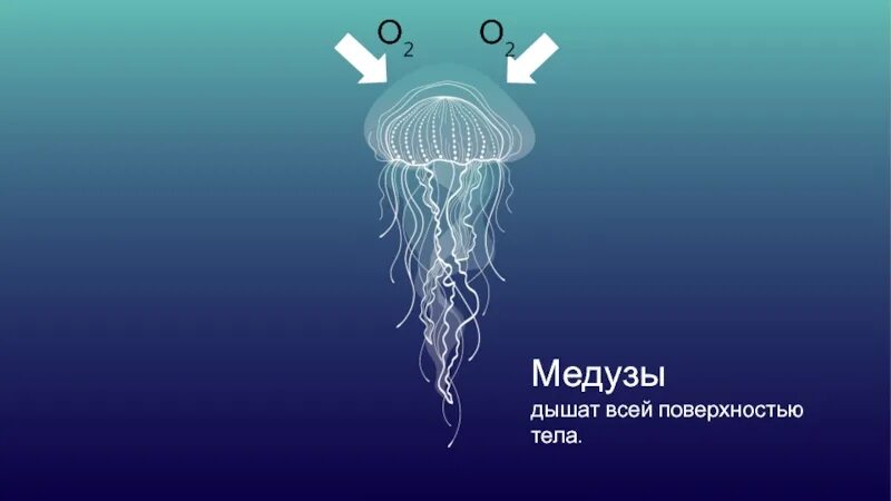 Как дышит океан ответы. Дыхательная система медузы. Органы дыхания медуз. Медуза способ дыхания. Чем дышит медуза.