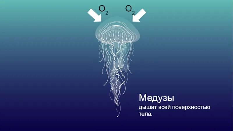 Meduza wallet