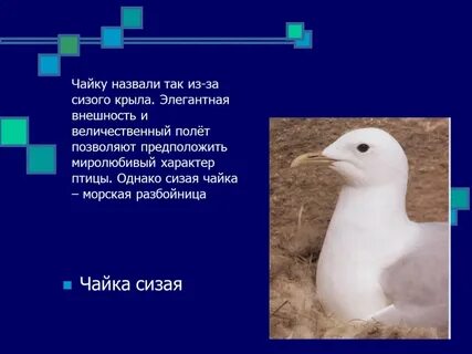 Почему чаек называют чайками