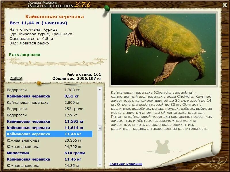 щелкающая черепаха. каймановая черепаха вес. русская рыбалка 3 ахтуба черепаха. черепаха в русской рыбалке 3. где ловить черепах.