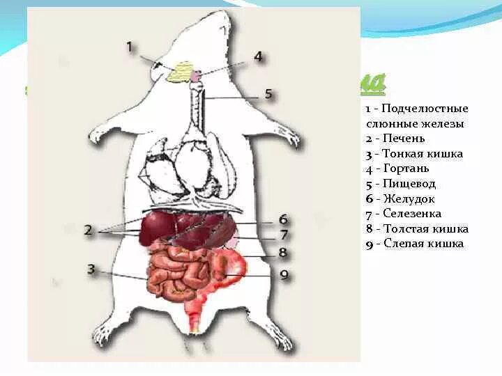 Слепая кишка кролика. Строение пищеварительной системы мыши. Пищеварительная система хомяка. Строение пищеварительной системы крысы. Строение внутренних органов крысы.