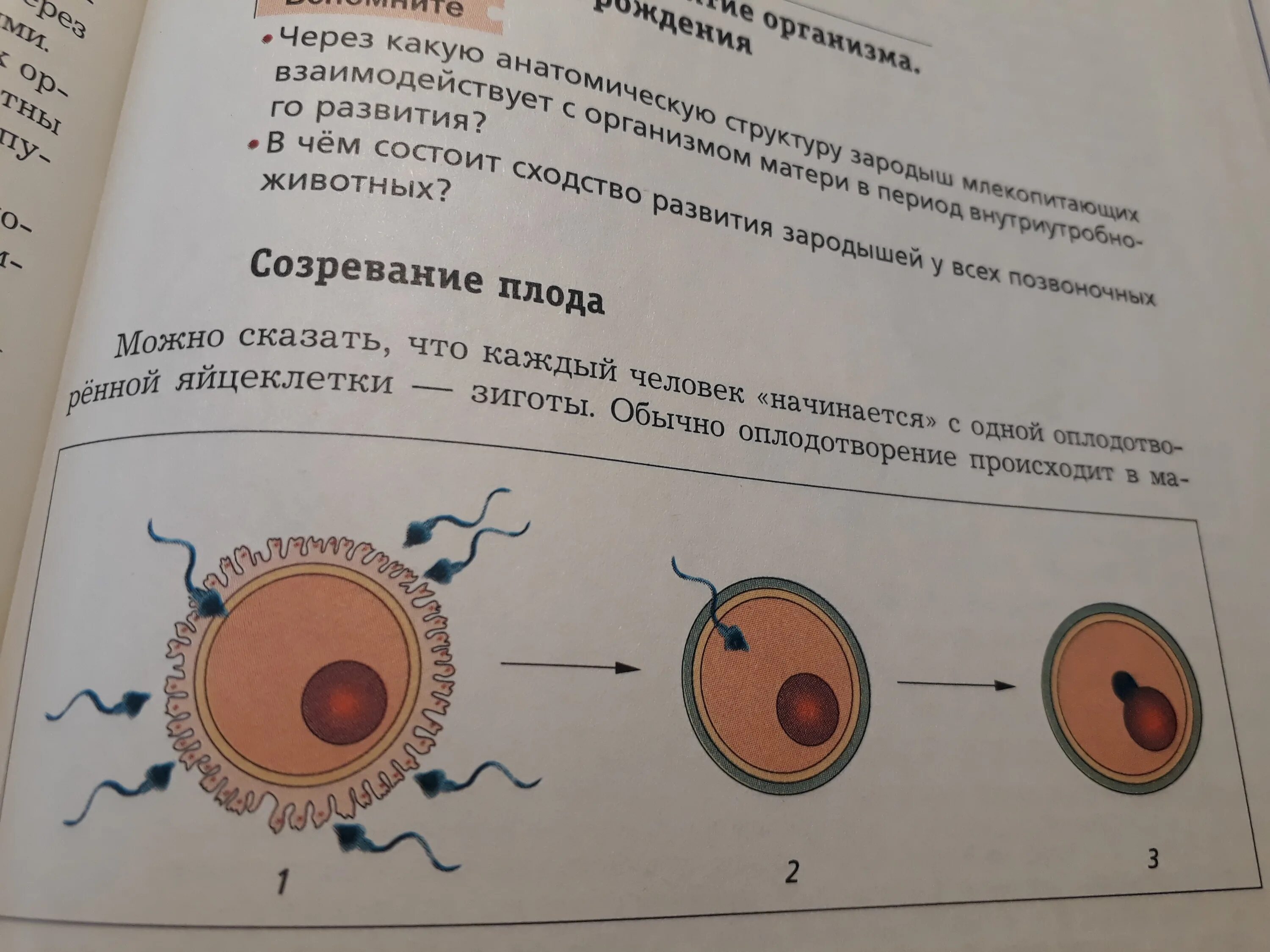 Сколько происходит зачатие ребенка. Как происходит оплодотворение. как происходит зачатие.