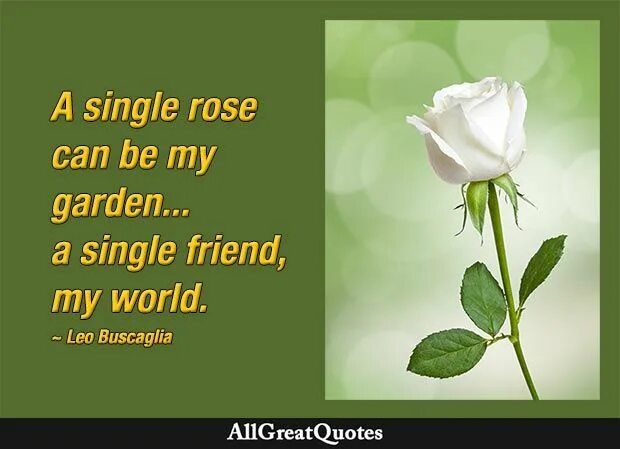 Single Rose. A Single Rose can be my Garden a Single friend, my World. Leo.