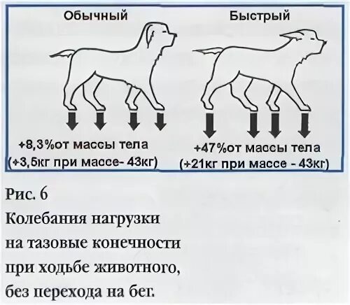 Дисплазия суставов у собак лечение. Дисплазия у собак Восточно европейской овчарки кобеля. Таблица наследования дисплазии у собак. Дисплазия тазобедренных суставов у собак походка. Дисплазия скакательных суставов у собак.