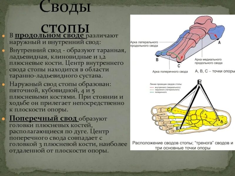 Свод точка. Свод стопы. Поперечный свод стопы. Продольный и поперечный свод стопы. Строение сводов стопы.