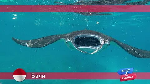 Орел и решка хургада
