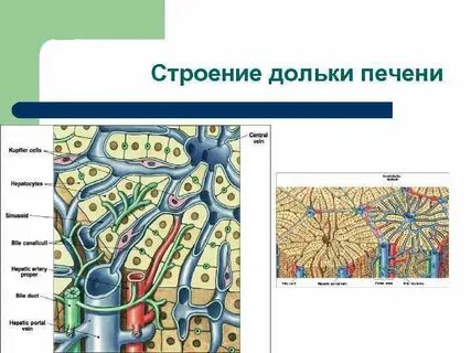 Клетки дольки печени