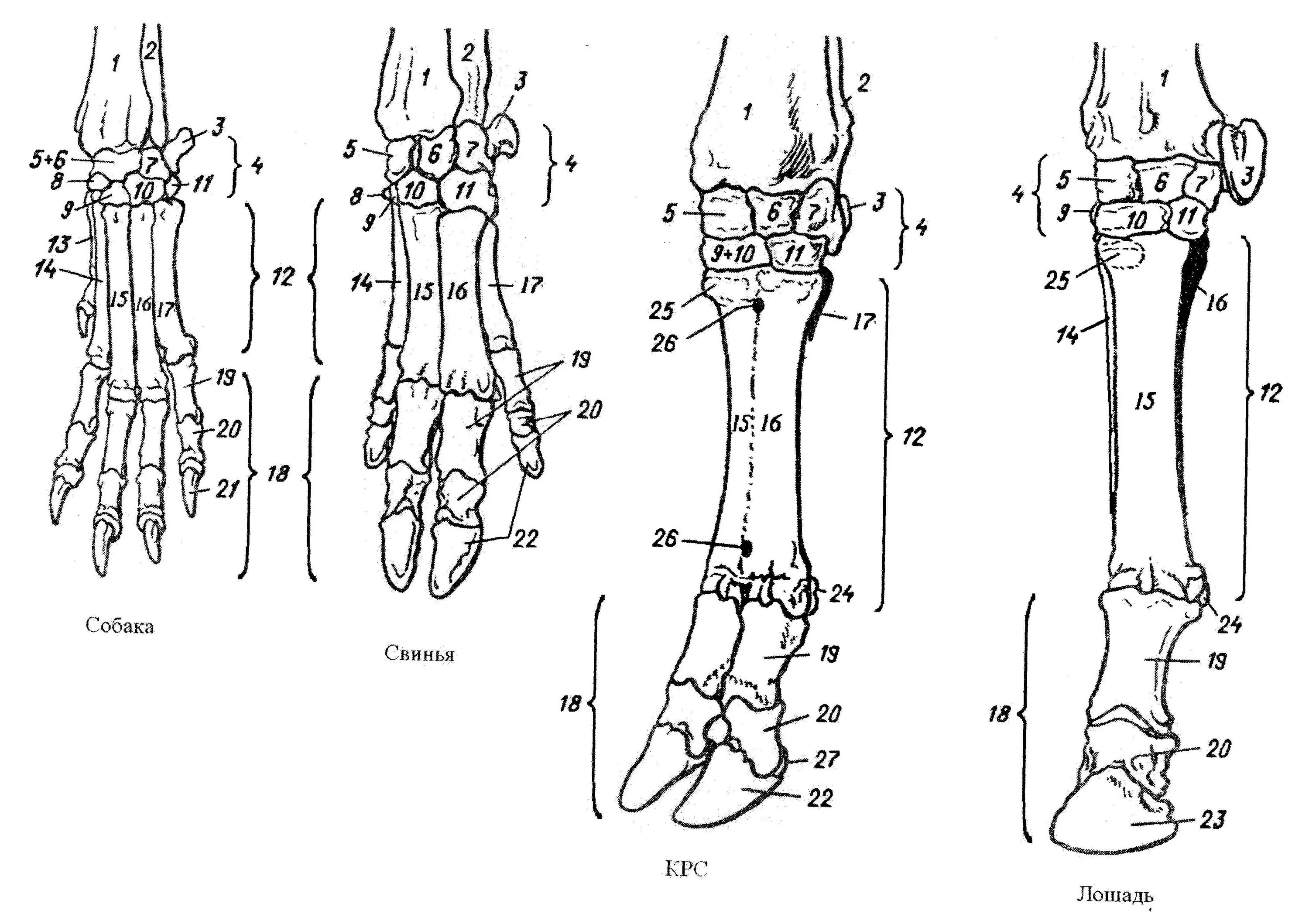 Запястье лошади. Скелет конечности лошади. Скакательный сустав у лошади. Кости предплечья анатомия животных. Кости пясти крс.