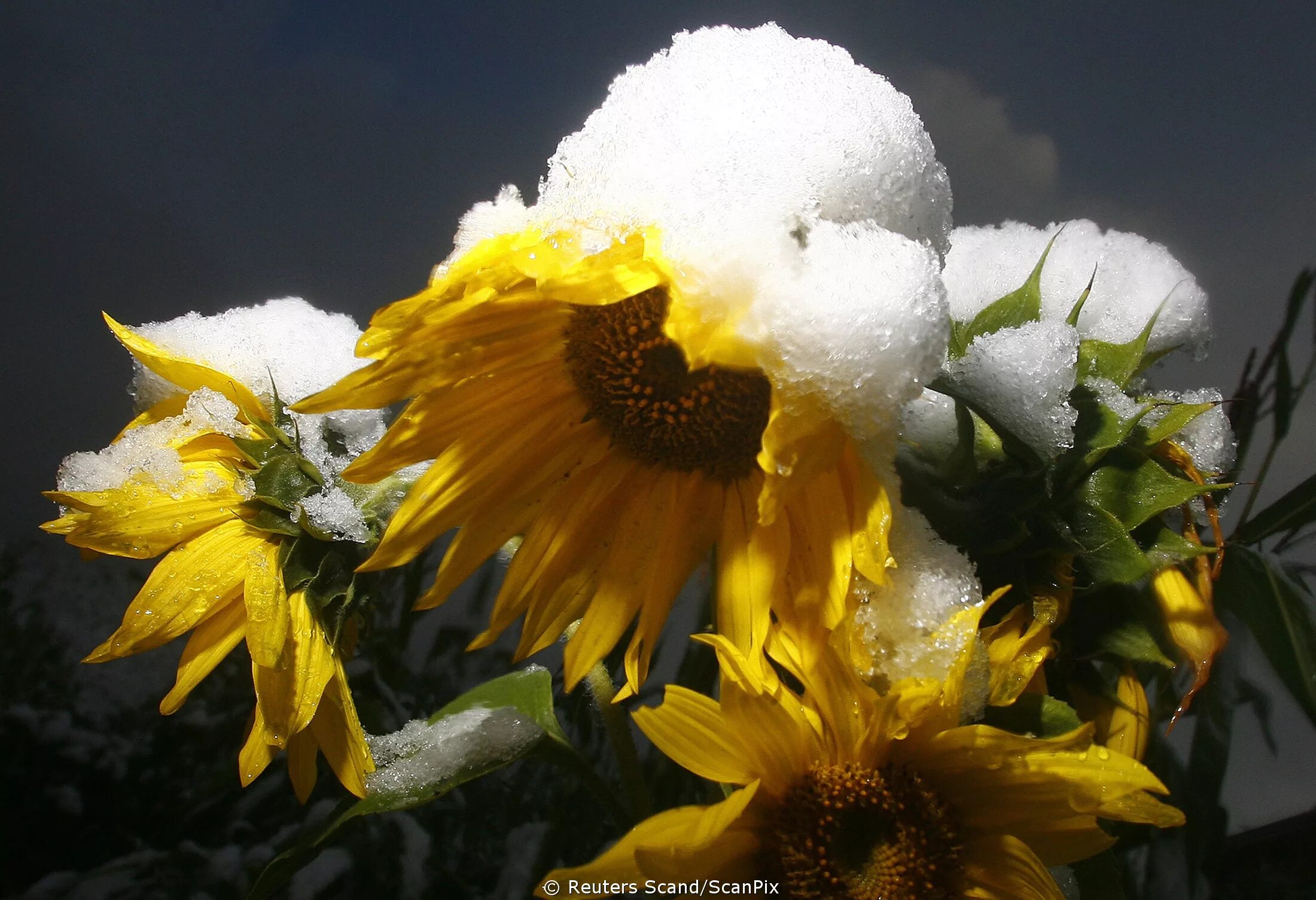 Подсолнечник зимой. Подсолнухи зимой. Подсолнухи вертикально. Подсолнухи в снегу. Подсолнечник в снегу.