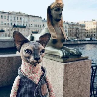 Котенок сфинкс спб