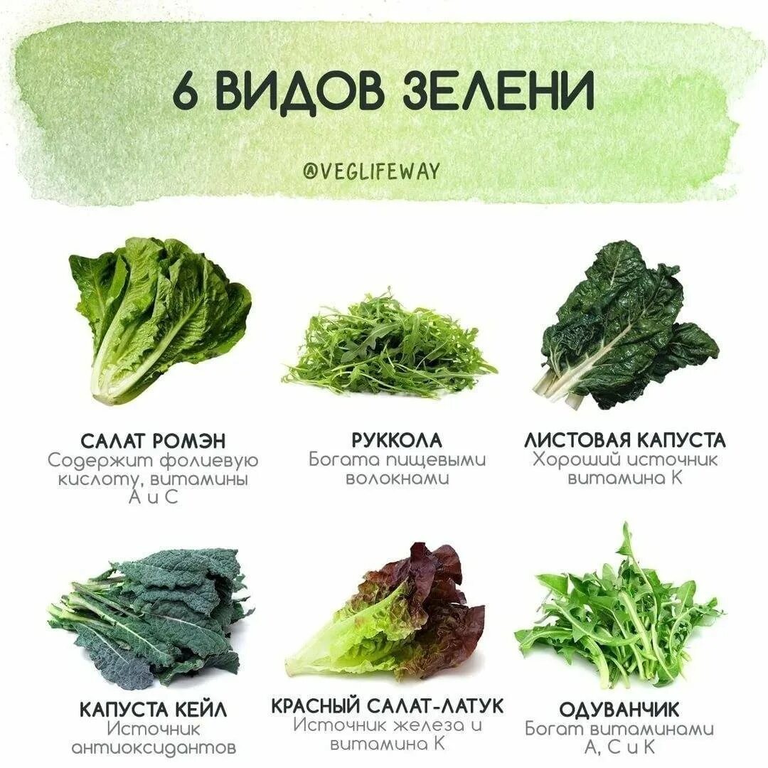Какие бывают зеленые овощи. Названия листовых салатов. Листья салата виды. Разновидности салата листового. Зелень для салатов названия.