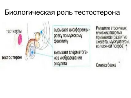 Высокий тестостерон у мужчин признаки