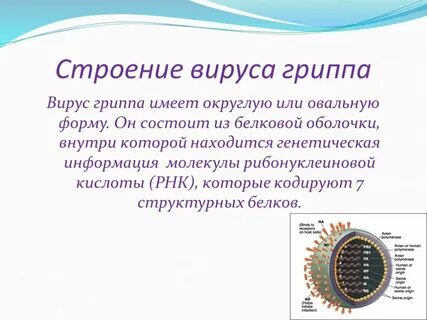 Любой вирус состоит из двух